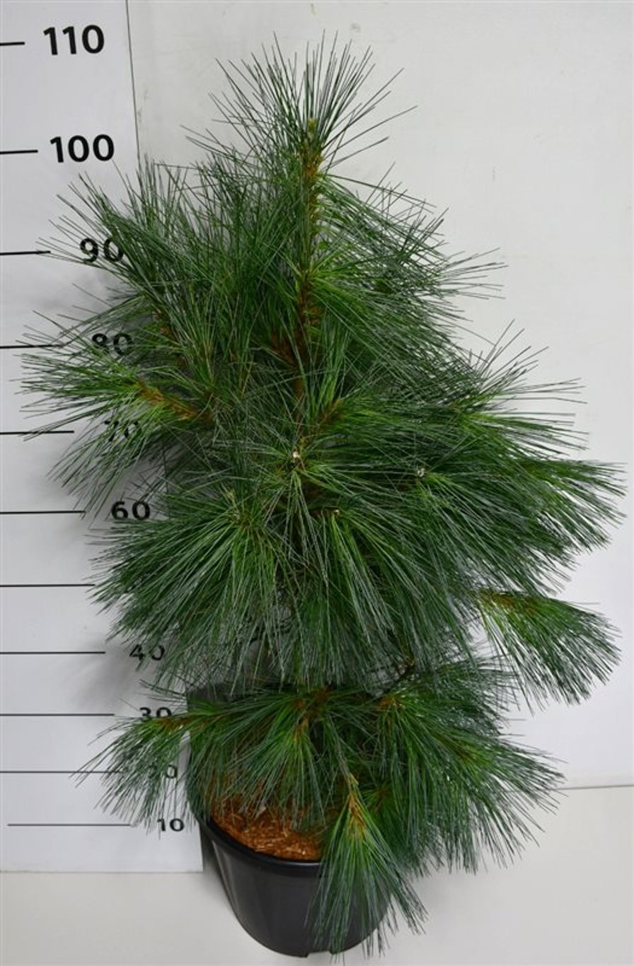 Pinus monticola 'Ammerland' - C12 60-70 CM